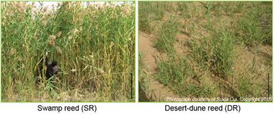 A Proteome Translocation Response to Complex Desert Stress Environments in Perennial Phragmites Sympatric <mark class="highlighted">Ecotype</mark>s with Contrasting Water Availability
